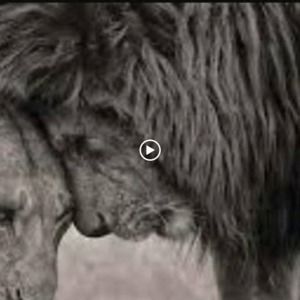 Meet your Posher, Spencer